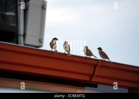 Moineaux assis côte à côte sur l'avant-toit sous un ciel nuageux Banque D'Images