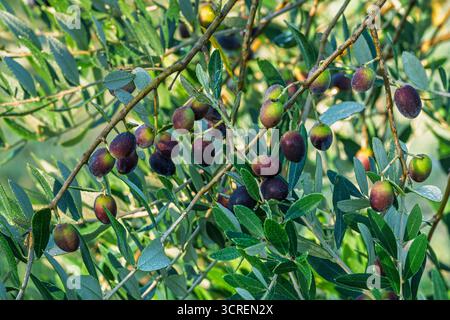 Vue rapprochée des branches d'olivier et des fruits mûrs avec des gouttes de rosée le matin d'automne Banque D'Images