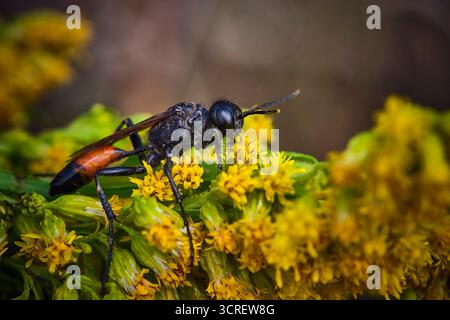 Gemeine Sandwespe Ammophila sabulosa Gemeine Sandwespe Ammophila sabulosa 20250928MIC0111 *** guêpe de sable commune Ammophila sabulosa guêpe de sable commune Ammophila sabulosa 20250928MIC0111 Banque D'Images