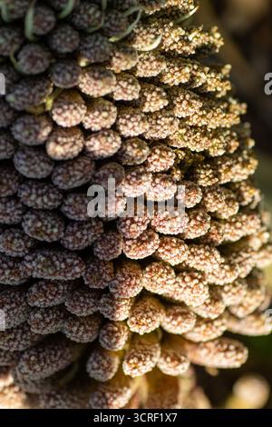Gros plan de nouvelles fleurs de Gunnera manicata ou de rhubarbe géante brésilienne isolées sur un fond naturel Banque D'Images