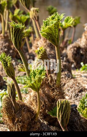 Gros plan sur de nouvelles cultures et des bourgeons et fleurs de Gunnera manicata ou rhubarbe géante brésilienne isolés sur un fond naturel Banque D'Images