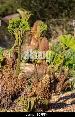 Gros plan sur de nouvelles cultures et des bourgeons et fleurs de Gunnera manicata ou rhubarbe géante brésilienne isolés sur un fond naturel Banque D'Images