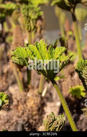 Gros plan sur de nouvelles cultures et des bourgeons et fleurs de Gunnera manicata ou rhubarbe géante brésilienne isolés sur un fond naturel Banque D'Images