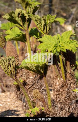 Gros plan sur de nouvelles cultures et des bourgeons et fleurs de Gunnera manicata ou rhubarbe géante brésilienne isolés sur un fond naturel Banque D'Images