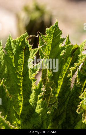 Gros plan sur une nouvelle feuille de croissance de Gunnera manicata ou rhubarbe géante brésilienne isolée sur un fond naturel Banque D'Images