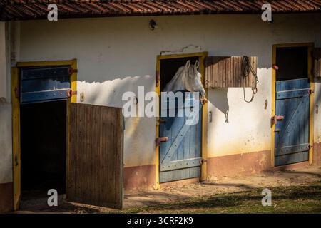 Cheval blanc en écurie avec portes bleues dans le Brésil rural Banque D'Images