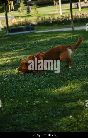 Nova Scotia Duck Tolling Retriever poursuivant une balle de tennis sur de l'herbe verte dans le parc. Chien de race pure drôle jouant dans le parc. Banque D'Images