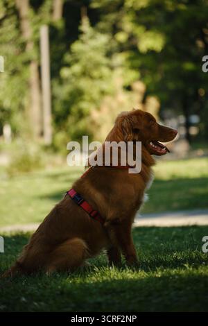 Nova Scotia Duck Tolling Retriever assis calmement sur l'herbe, se reposant après avoir joué dans un parc. Portrait drôle de chien en plein air. Banque D'Images