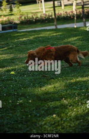 Nova Scotia Duck Tolling Retriever poursuivant une balle de tennis sur de l'herbe verte dans le parc. Chien de race pure drôle jouant dans le parc. Banque D'Images