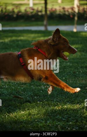 Nova Scotia Duck Tolling Retriever portant une balle de tennis dans la bouche tout en courant sur de l'herbe verte. Chien de race pure drôle jouant dans le parc. Banque D'Images