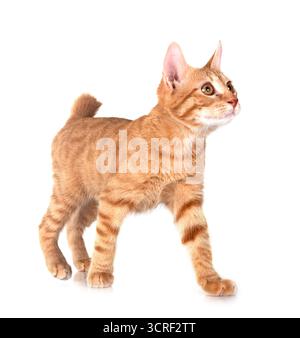 Le gingembre cat in front of white background Banque D'Images