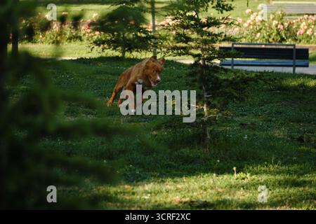 Nova Scotia Duck Tolling Retriever courir vite dans l'herbe, ludique et excité dans le parc. Banque D'Images
