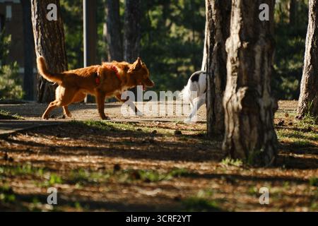 Nova Scotia Duck Tolling Retriever pourchassant un autre chien entre de grands pins dans le parc forestier. Le concept de langage corporel amical du chien. Banque D'Images