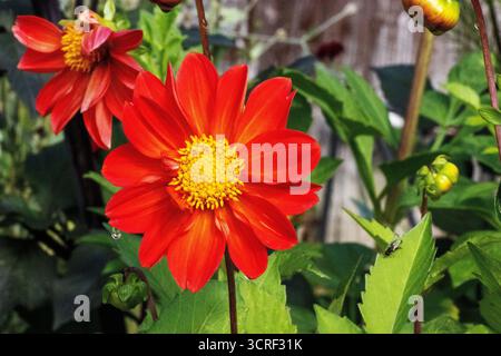 Fleur de dahlia cultivée rouge dans un jardin anglais avec des outils d'allocation et des lits en arrière-plan Banque D'Images