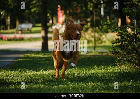 Nova Scotia Duck Tolling Retriever courir vite sur l'herbe verte avec une expression joyeuse dans le parc. Vue avant portrait de chien en mouvement. Banque D'Images