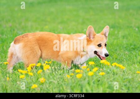 Chien rouge debout dans la prairie avec des pissenlits, vue de côté Banque D'Images