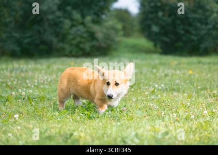 Chien mignon debout sur l'herbe dans le parc et regardant loin Banque D'Images