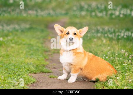 Chien assis sur un chemin dans le parc et regardant la caméra Banque D'Images