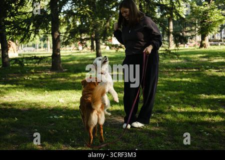 Une femme joue avec deux chiens dans le parc, son Nova Scotia Duck Tolling Retriever et un blanc pelucheux de race mixte sautant de joie. Banque D'Images