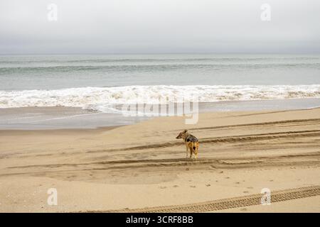 Coyote marchant le long de la côte namibienne près de l'océan Atlantique, contre des rivages sablonneux et des paysages côtiers accidentés Banque D'Images