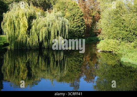 Le Mill Pond à Grantchester, près de Cambridge, Royaume-Uni, par une journée ensoleillée de fin septembre, avec des reflets d'arbres dans l'eau Banque D'Images