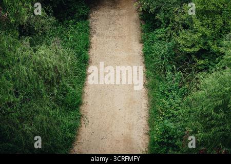 Vue aérienne de haut en bas d'un chemin de terre serpentant à travers une forêt verdoyante en été. Banque D'Images