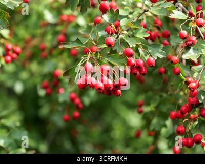 Baies d'aubépine rouge vif sur la branche avec des feuilles vertes. Mise au point nette, arrière-plan flou. Copyspace. Banque D'Images