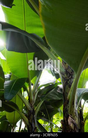 Gros plan sur les feuilles de bananier en croissance Banque D'Images