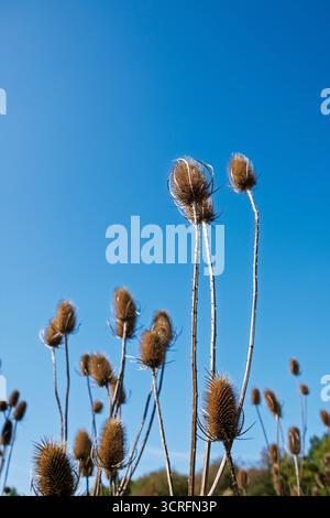 Têtes de graines sèches de Teasel (Dipsacus fullonum) sur un ciel bleu profond, montrant leur texture épaisse et leur forme architecturale. Banque D'Images