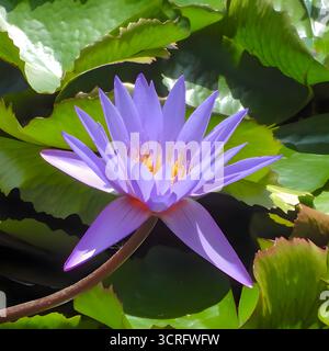 Fleur de nénuphar violet avec des coussinets verts dans un étang, détail botanique macro. Banque D'Images