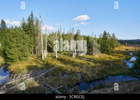 Der Wald beim Zufluss der Rotenbeek in den fast leeren Oderteich am 29.09.2025 im Harz in Niederschsen, Deutschland la forêt à l'entrée du Rotenbeek dans l'Oderteich presque vide dans les montagnes du Harz le 29 septembre 2025, basse-saxe, Allemagne Banque D'Images