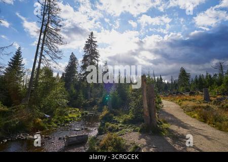 Der Wald beim Zufluss der Rotenbeek in den fast leeren Oderteich am 29.09.2025 im Harz in Niederschsen, Deutschland la forêt à l'entrée du Rotenbeek dans l'Oderteich presque vide dans les montagnes du Harz le 29 septembre 2025, basse-saxe, Allemagne Banque D'Images