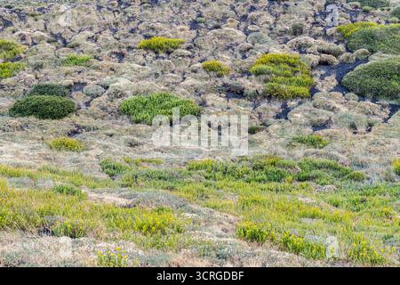 Végétation typique poussant à 2500 m sur l'Etna, y compris la camomille de l'Etna (Anthemis aetnensis) Banque D'Images