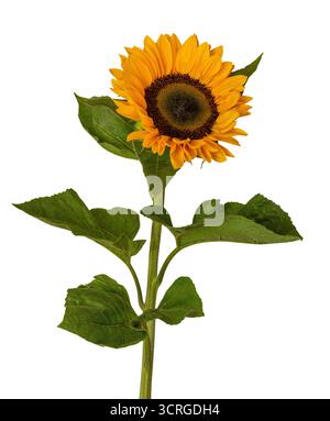 Magnifique tournesol jaune en vue de côté, isolé sur fond blanc, y compris le chemin de détourage. Banque D'Images