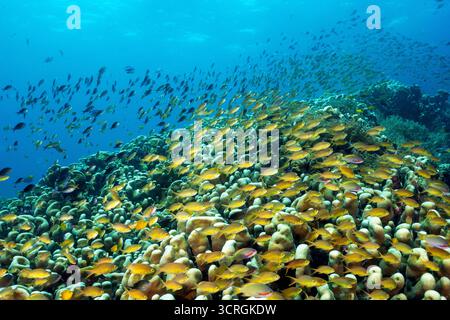 Colonie massive de couleur dure de Pavona clavus avec des anthias et des damsels planant, Raja Ampat Indonésie. Banque D'Images