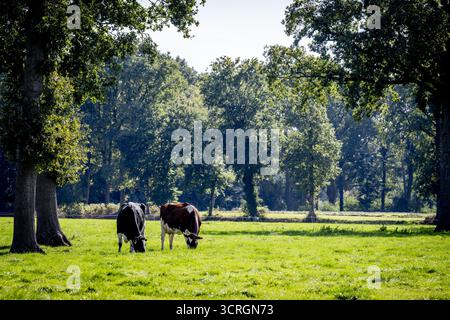 BARNEVELD - les vaches se tiennent dans un pâturage dans une ferme. Les agriculteurs et les entreprises qui émettent de grandes quantités d'azote pourront bientôt profiter du programme de rachat attrayant pour les « pics de pollution ». La Commission européenne a approuvé ces plans. Ces plans de rachat touchent environ 3 000 fermes laitières, porcines, élevages de veau et avicoles. ANP /HOLLANDSE HOOGTE /ROBIN UTRECHT pays-bas Out - belgique Out Banque D'Images