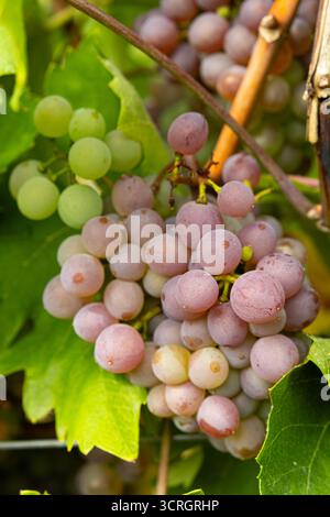 Gros plan des grappes de raisins mûrs sur la vigne. Banque D'Images