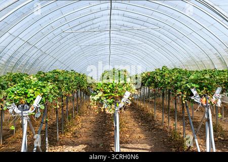 Culture de fraises dans les polytunnels Fife zone de l'Écosse les plantes sur des lits surélevés Banque D'Images