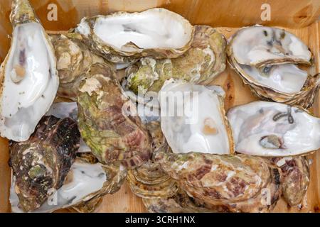 Les coquilles d'huître jetées dans les déchets de boîtes en bois ont été jetées Banque D'Images