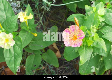 Mirabilis Jalapa, merveille du Pérou, fleur de 4 heures, poussant dans un jardin, Szigethalom, Hongrie Banque D'Images