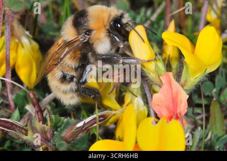Great Yellow Bumblebee (Bombus distinguendus) cueillant le nectar du trèfle ornithologique (Lotus corniculatus) sur la prairie machair à Northton, Harris. Banque D'Images