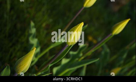 Gros plan de délicates tulipes jaunes recouvertes de rosée fraîche du matin, brillantes doucement à la lumière du soleil dorée. Les pétales de tulipe se tiennent debout contre un flou Banque D'Images