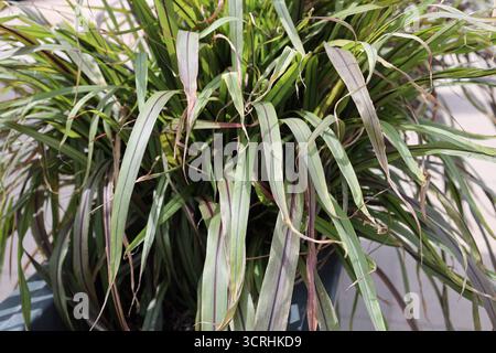 bush avec de longues feuilles brunes violettes vert clair pointues très étroites (gros plan, arrière-plan, ressource graphique) Banque D'Images