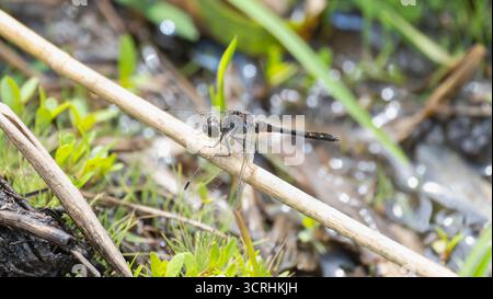 Une libellule Meadowawk noire (Sympetrum danae) se perche sur une brindille séchée près d'une zone humide, entourée d'herbe verte et d'un sol humide. Banque D'Images