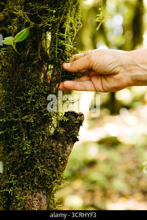 Main humaine touchant doucement la mousse dans une forêt de lauriers luxuriante Banque D'Images
