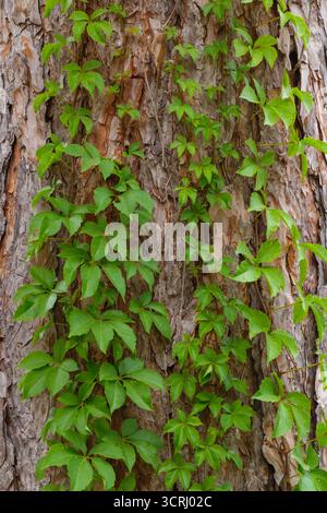 Gros plan de vignes de lierre grimpant sur un tronc d'arbre rugueux, avec des feuilles vert vif contrastant avec l'écorce brune texturée. Un symbo de détail de forêt naturelle Banque D'Images