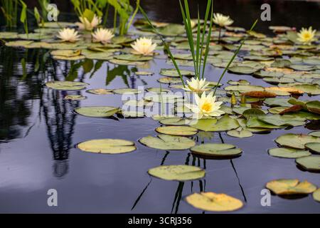 fleur de lotus jaune dans l'eau réfléchissante Banque D'Images
