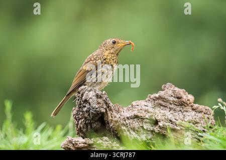Robin juvénile (Erithacus rubecula) perché sur une souche d'arbre en décomposition avec un larve dans son bec. Worcestershire Angleterre Royaume-Uni. Juillet 2025 Banque D'Images