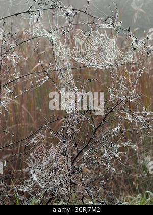 Les toiles d'araignée recouvertes de rosée s'accrochent aux branches minces dans un champ brumeux. La lumière du matin met en valeur les motifs complexes de la toile et les textures fragiles, véhiculant le gel calme et l'atmosphère hivernale délicate. Banque D'Images