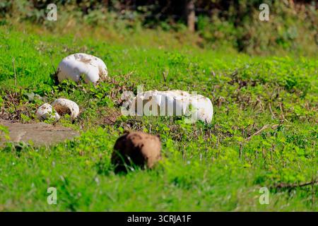 Boules géantes dans les prairies (calvatia gigantea), Cardiff, pays de Galles du Sud, Royaume-Uni. Prise en septembre 2025 Banque D'Images